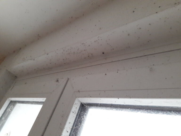 Fliegen und Schmutz in der Wohnung