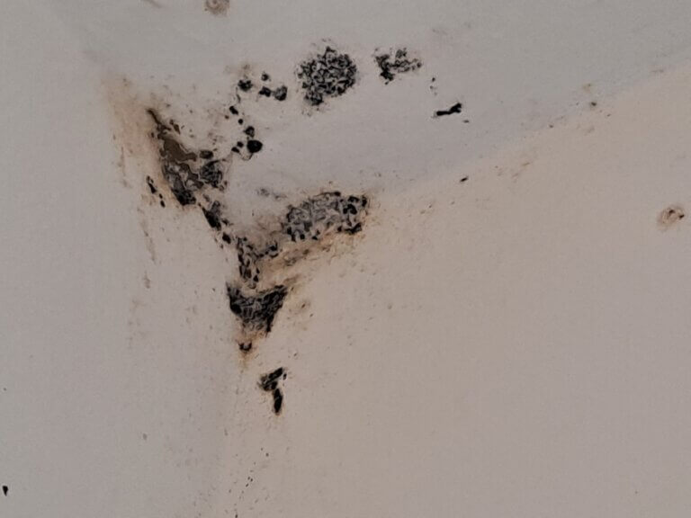Schimmel in Wohnung