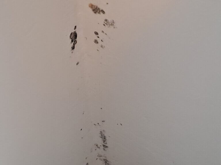 Schimmel in Wohnung